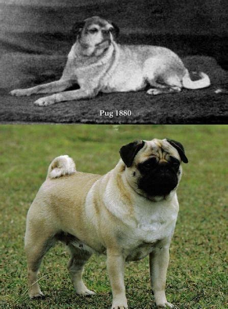 what pugs originally looked like.